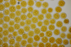 Phragmidium potentillae