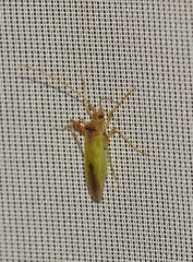 Creontiades pallidus