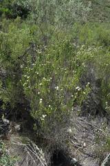 Phylica lachneaeoides