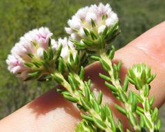 Phylica lachneaeoides