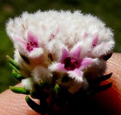 Phylica lachneaeoides