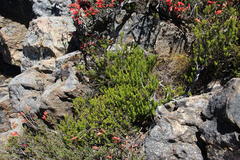 Agathosma odoratissima