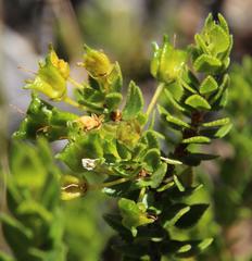 Agathosma odoratissima