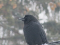 Corvus brachyrhynchos