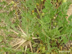 Pimpinella villosa