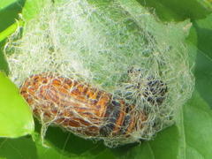 Egybolis vaillantina