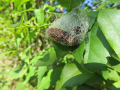 Egybolis vaillantina