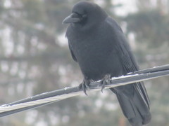 Corvus brachyrhynchos