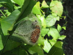 Egybolis vaillantina