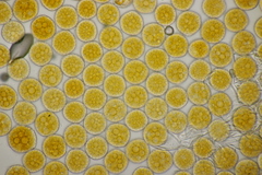 Phragmidium potentillae