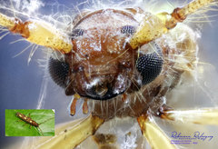 Eburodacrys triocellata