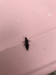 Platydracus fossator