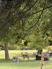Odocoileus virginianus