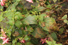 Pucciniastrum epilobii