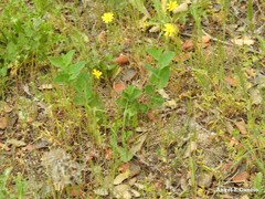 Pimpinella villosa