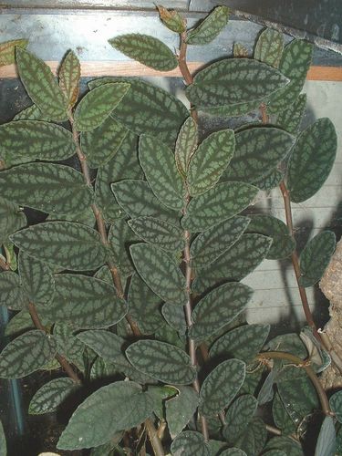 Procris repens