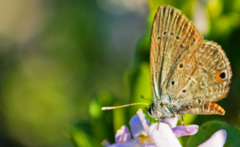 Eicochrysops messapus messapus