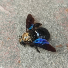 Xylocopa valga