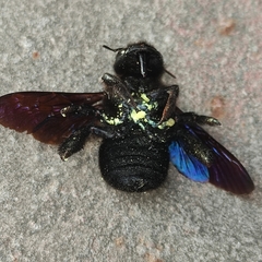 Xylocopa valga