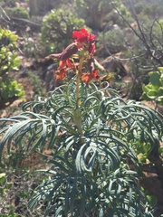 Melianthus pectinatus