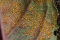 Pucciniastrum epilobii