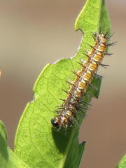 Acraea petraea