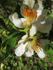 Acraea petraea