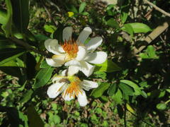 Acraea petraea