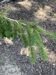 Picea