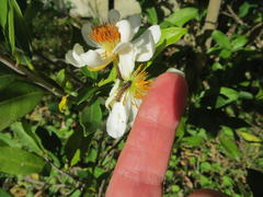 Acraea petraea