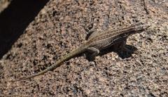 Platysaurus attenboroughi