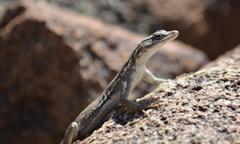 Platysaurus attenboroughi