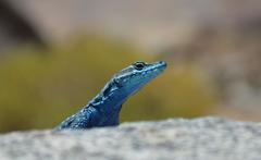 Platysaurus attenboroughi
