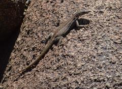 Platysaurus attenboroughi
