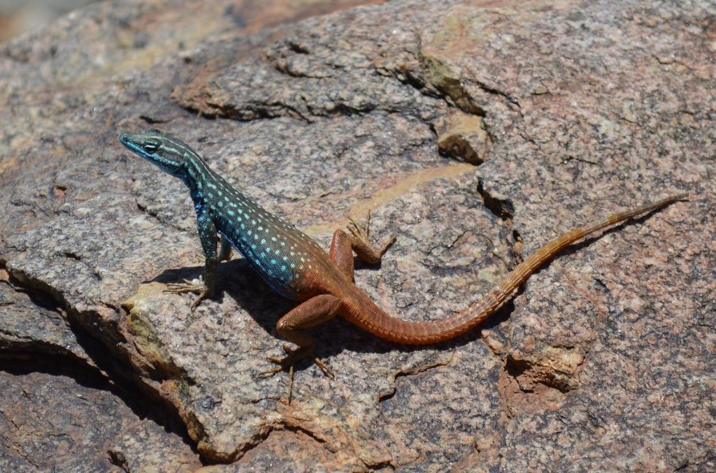 Attenborough's Flat Lizard