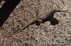 Platysaurus attenboroughi