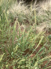 Tragus berteronianus