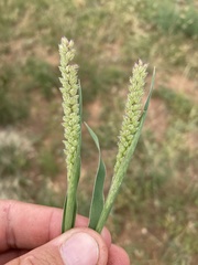 Tragus berteronianus