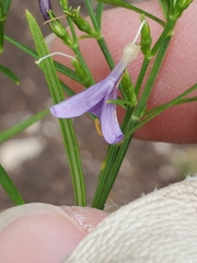 Carlowrightia linearifolia