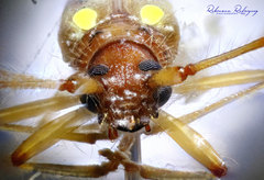 Eburodacrys triocellata