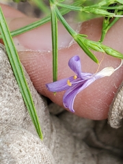 Carlowrightia linearifolia