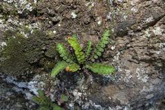 Asplenium cordatum
