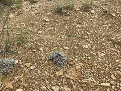 Eriogonum tenellum