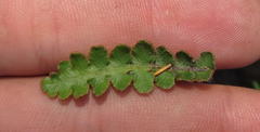 Asplenium cordatum