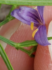 Carlowrightia linearifolia