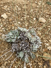 Eriogonum tenellum
