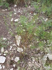 Carlowrightia linearifolia