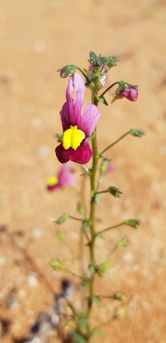 Nemesia maxii
