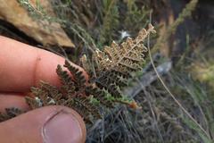 Cheilanthes contracta