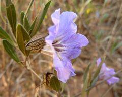 Petalidium oblongifolium